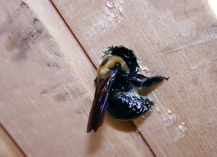Carpenter Bee entering hole