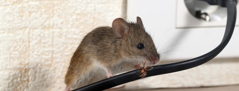 How to Get Rid of Mice & Mouse Control