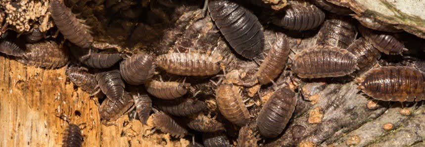 Pillbugs Get Rid Of Sowbugs Pillbugs Get Rid Of Sowbugs, How To Get Rid Of Potato Bugs In Basement