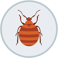 Bed Bug Control | DIY Pest Control