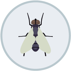 Fly Control | DIY Pest Control
