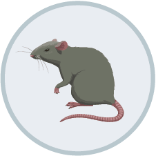 Rodent Control | DIY Pest Control
