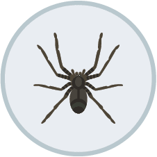 Spider Control | DIY Pest Control