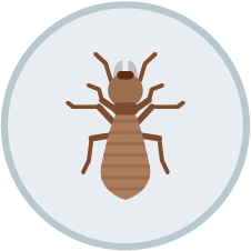 Termite Control | DIY Pest Control