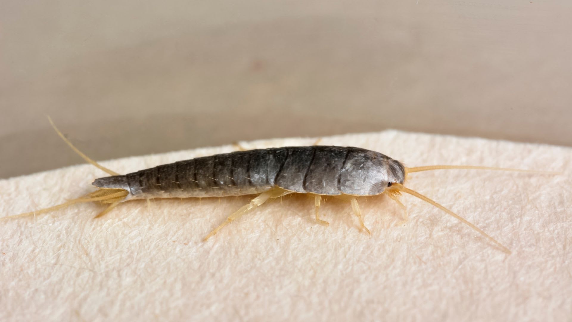 These pests can eat through clothing and even pages of your favorite books!