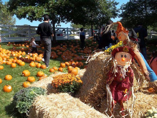 Where To Go Apple & Pumpkin Picking Around Chicago