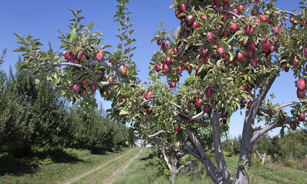 Where To Go Apple Picking In New York