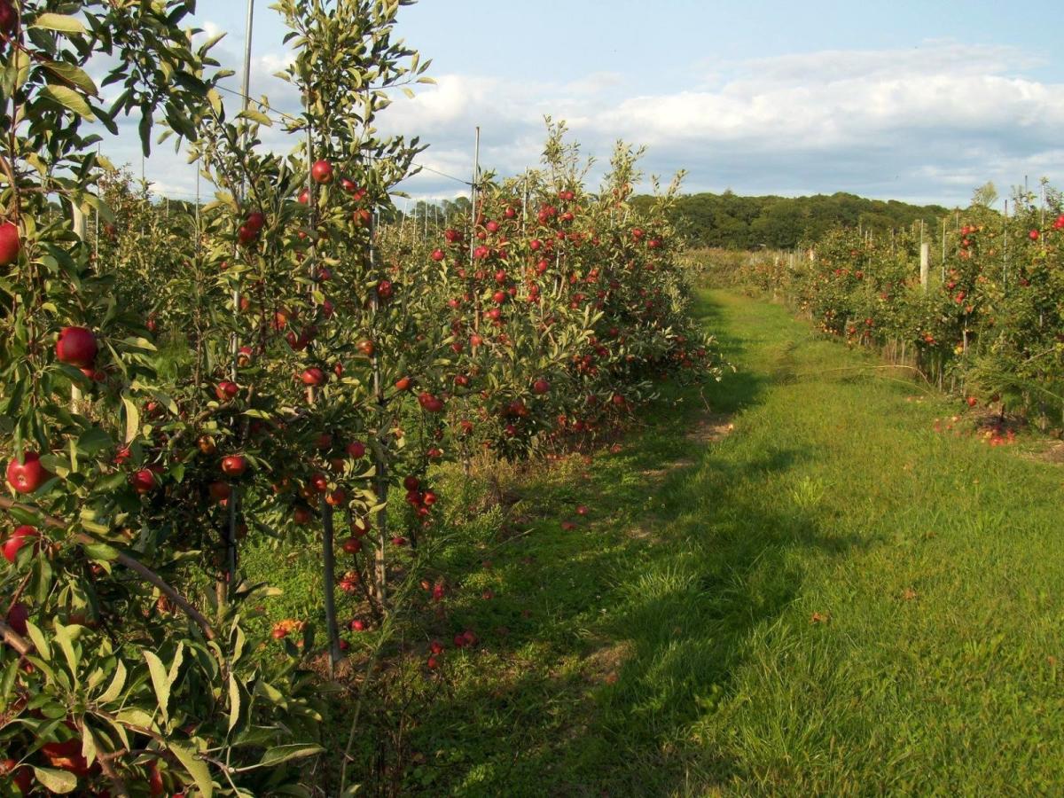 Where To Go Apple Picking In New York