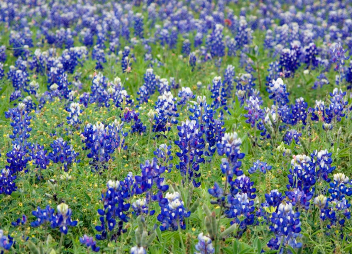 Best Places To Find Bluebonnets In Austin