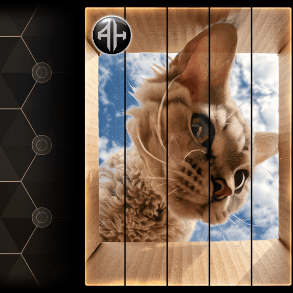 Cat in Box | Animated Steam Showcase 2P + 5P + Installer