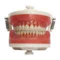 Manequim Dentística PD 100 Top - Pronew
