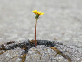 Eine einzelne kleine gelbe Blume wächst durch den Asphalt.
