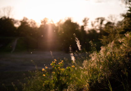 Eine Wiese mit wild wachsenden Pflanzen und gelben Blumen im Sonnenuntergang. Im Hintergrund sind Bäume zu sehen, und Sonnenstrahlen brennen durch die Vegetation, wodurch die Szenerie in ein warmes, goldenes Licht getaucht wird.