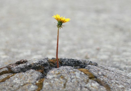 Eine einzelne kleine gelbe Blume wächst durch den Asphalt.