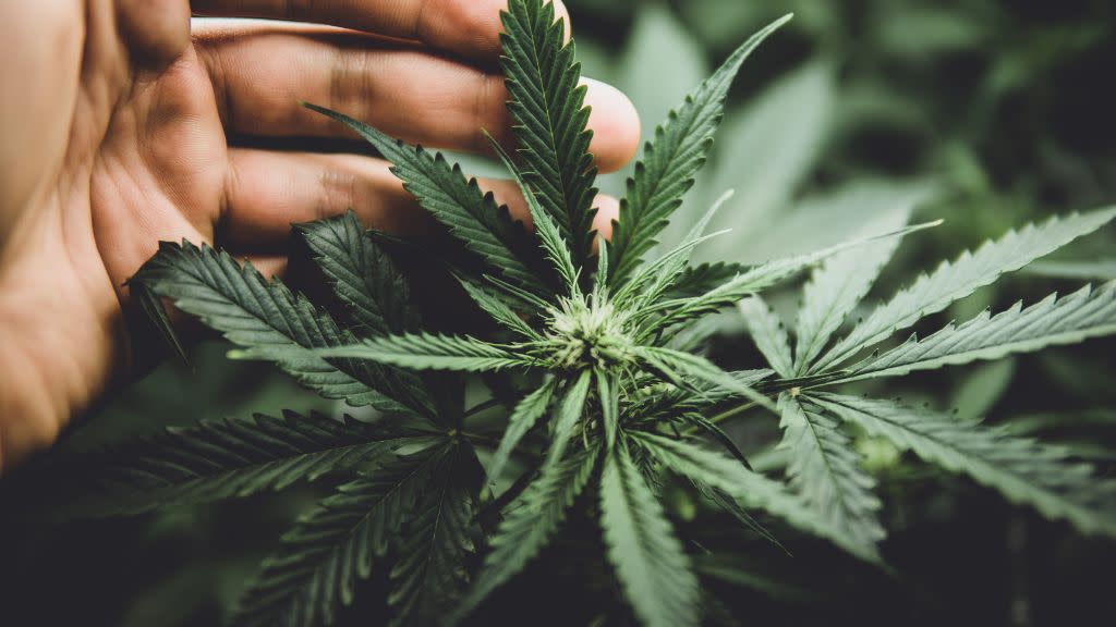 Cannabis wird heute sowohl zu medizinischen Zwecken als auch als Rauschmittel genutzt.
