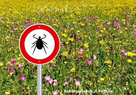 Ein Warnschild mit dem Bild einer Zecke auf einer Wiese mit gelben und rosa Wildblumen im Hintergrund. Das Schild zeigt eine schwarze Silhouette einer Zecke in einem roten Kreis.