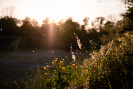 Eine Wiese mit wild wachsenden Pflanzen und gelben Blumen im Sonnenuntergang. Im Hintergrund sind Bäume zu sehen, und Sonnenstrahlen brennen durch die Vegetation, wodurch die Szenerie in ein warmes, goldenes Licht getaucht wird.