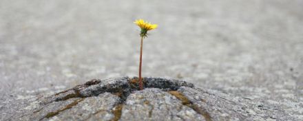 Eine einzelne kleine gelbe Blume wächst durch den Asphalt.