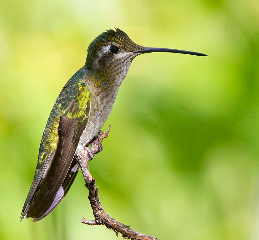 Magnificent Hummingbird - eBirdr