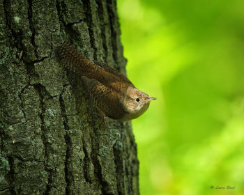 House Wren