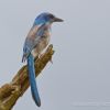 Florida Scrub-Jay