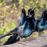 Males - Wakodahatchee Waste Water Treatment Area, South Florida