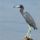 Little Blue Heron