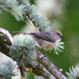 Bushtit