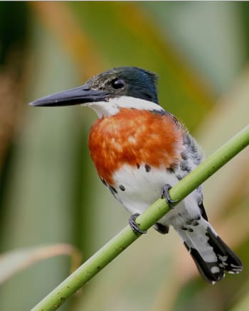 Male Green kingfisher perched on reeds in Ibera wetlands, Argentina