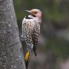 Northern Flicker