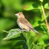 Female or Immature