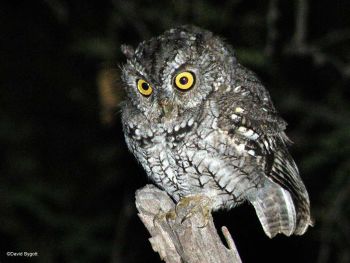 Whiskered Screech-Owl