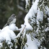 Dark-eyed Junco
