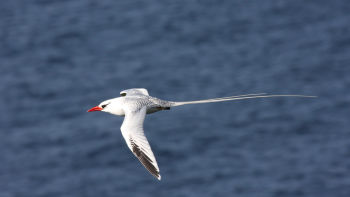 Red-billed Tropicbird