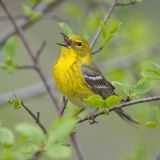 Pine Warbler singing