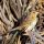 Le Conte's Sparrow