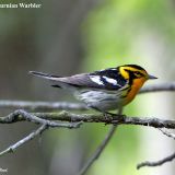 Male Blackburnian Warbler