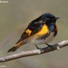 American Redstart