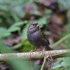 Gray Bunting