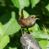 Winter Wren singing