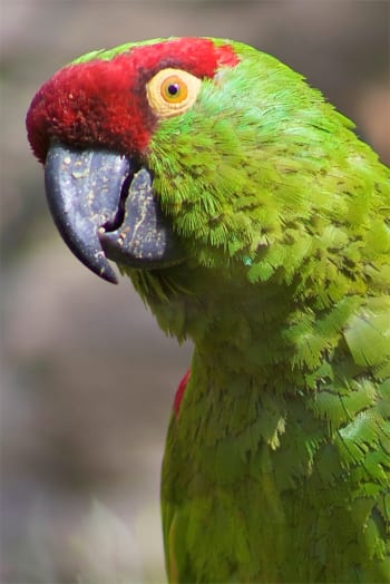 Thick-billed Parrot Portrait