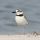 Wilson's Plover