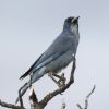 Pinyon Jay