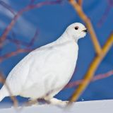 Winter plumage - April 8 - Banff National Park, Alberta, Canada.