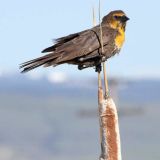 Female at the Ladd Marsh Wildlife Area near La Grande, Oregon