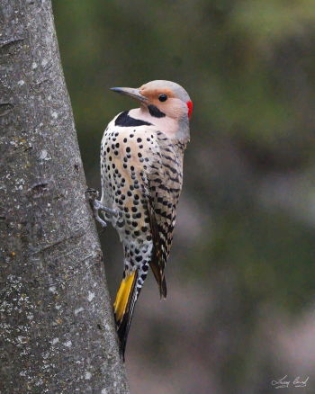 Northern Flicker