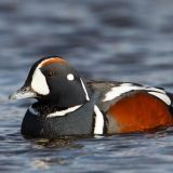 Harlequin Duck