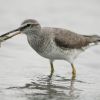 Gray-tailed Tattler