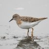 Temminck's Stint