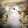 White-tipped Dove